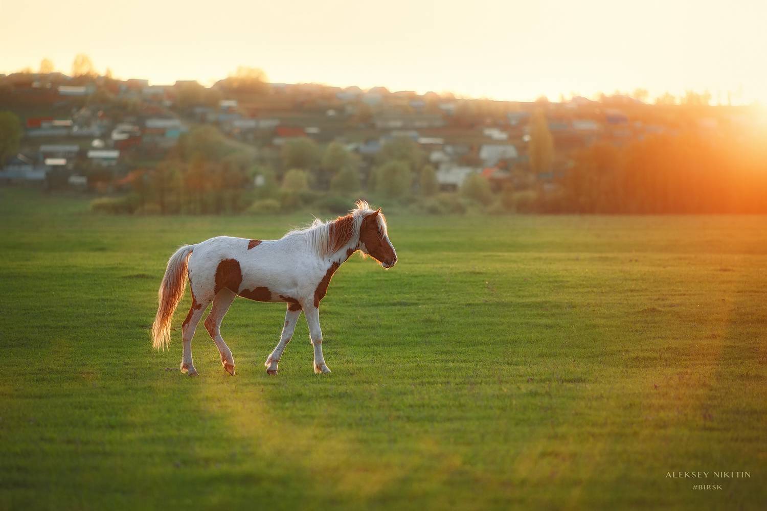, Алексей Никитин