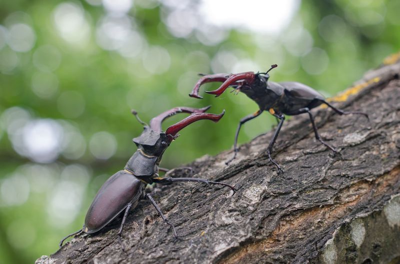 Битва Титанов фото превью