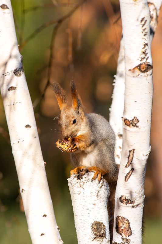 * фото превью