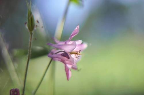 Утреннее пробуждение