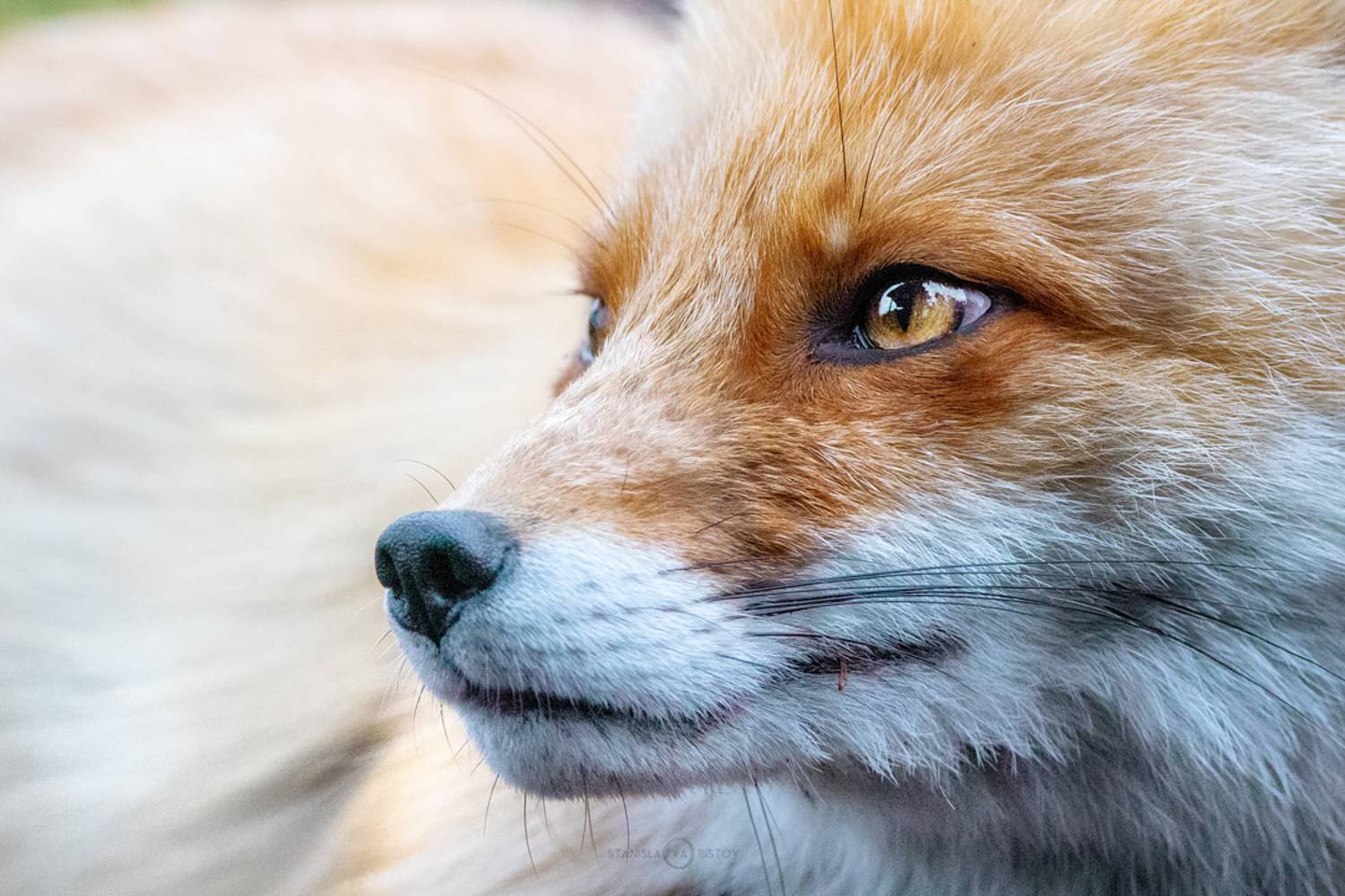 , Станислав Аристов