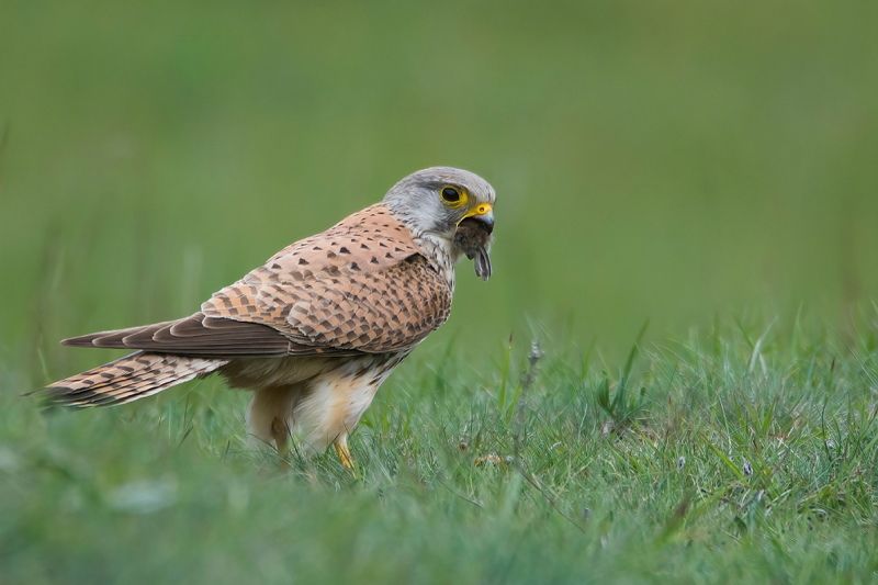 Пустельга фото превью