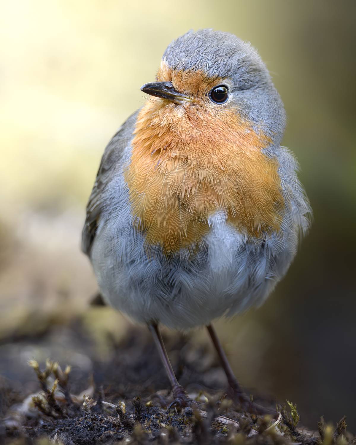 , Поляков Михаил