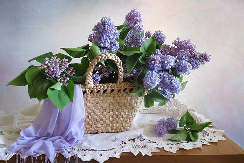 Цветет сирень