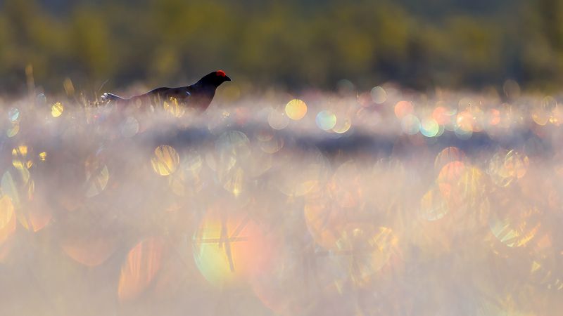 Утопающий в красоте радужного болота) фото превью