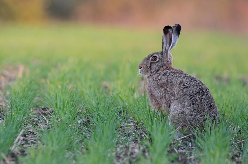 заяц, животные, природа, фотоохота, лес, весна, лето Ушастый фото превью