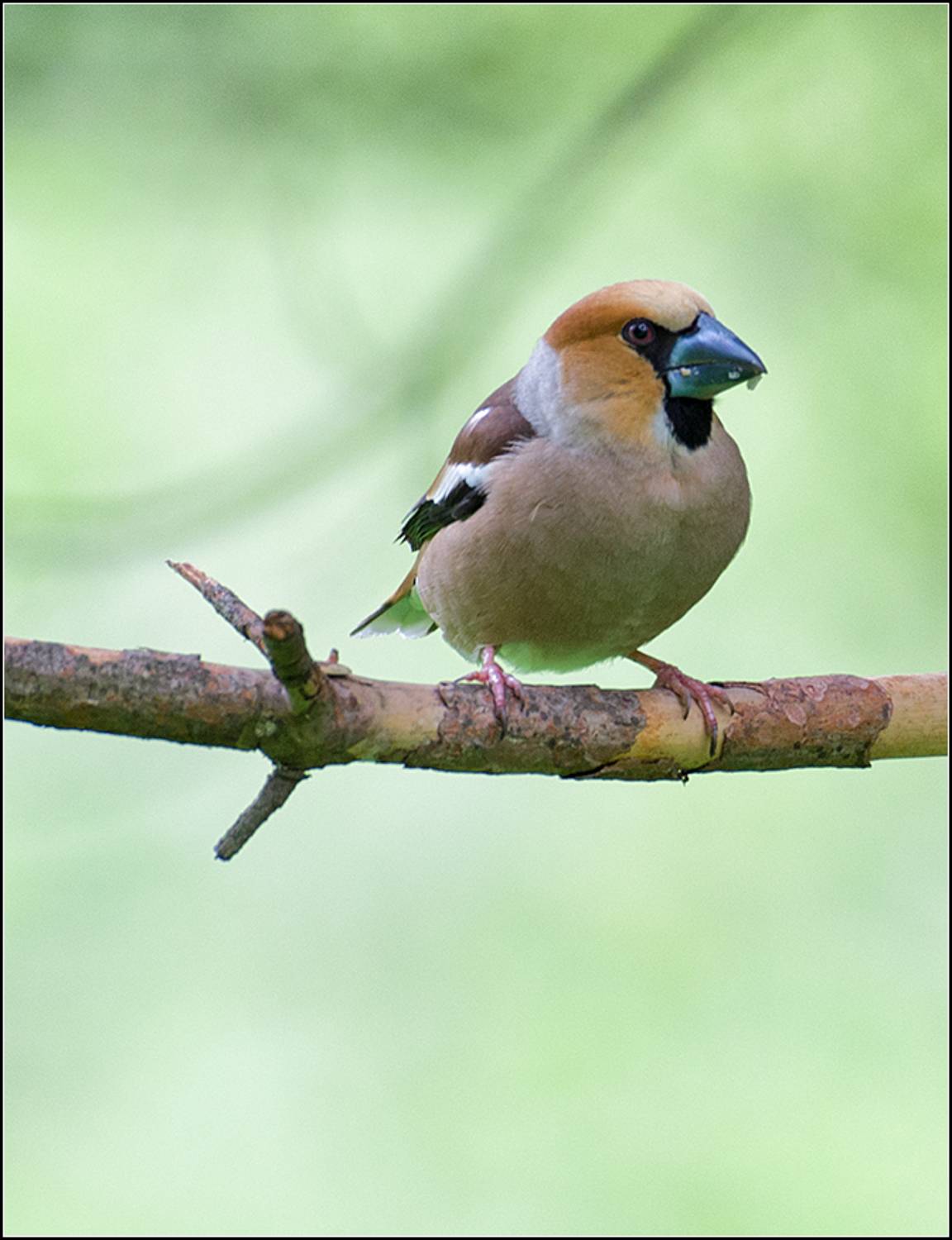 москва, май, парк, птица, АНАТОЛИЙ ДОВЫДЕНКО