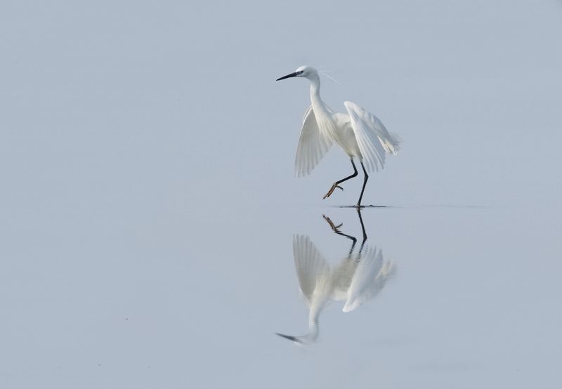 Белая фото превью