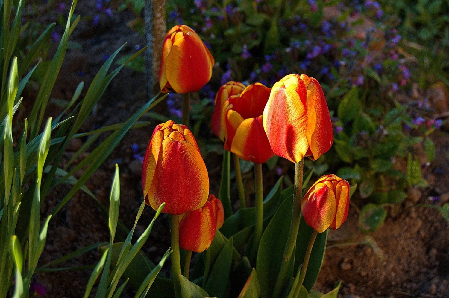 , Николаев Владимир