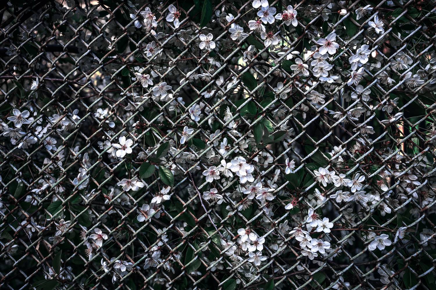 весна, цветы, природа, вишня, решетка, преграды, Мартыненко Дмитрий