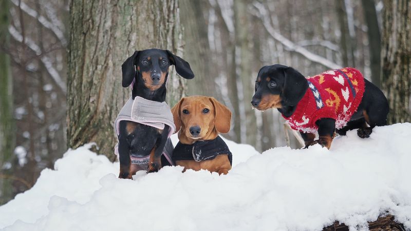 Балбесы фото превью