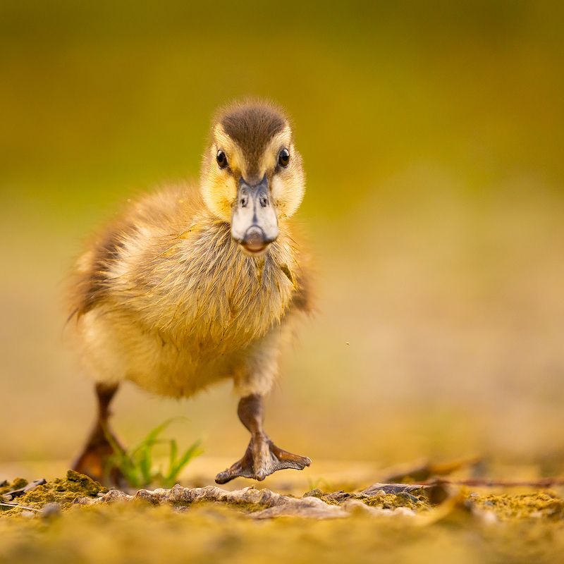 Duckling фото превью