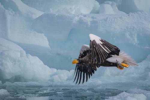 Steller's Sea Eagle