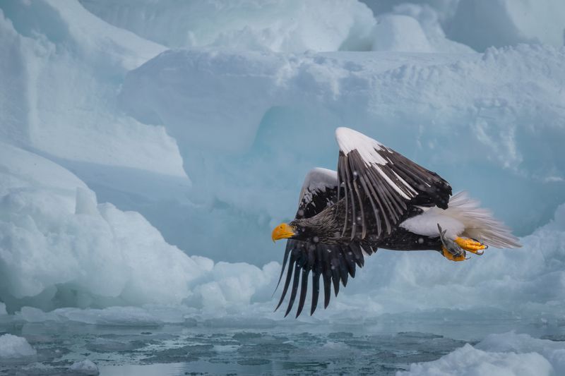 Steller's Sea Eagle
