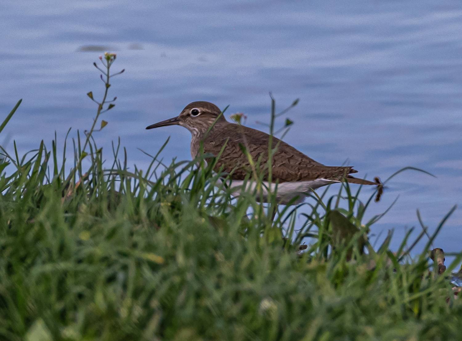 , Савчук Сергей