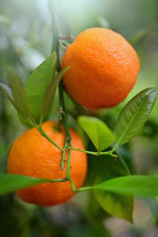 Павловский мандарин фото превью
