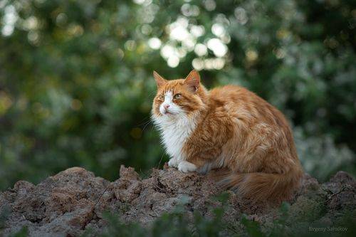 Уличные коты прекрасны