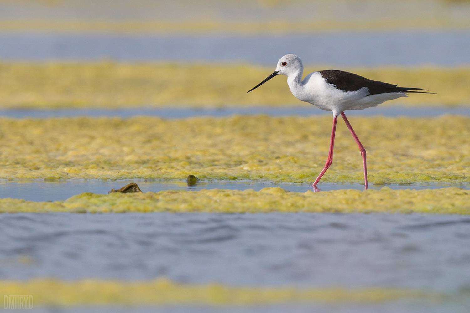 , Дмитрий Доронин