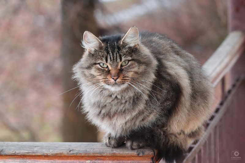 Уличный кот. фото превью