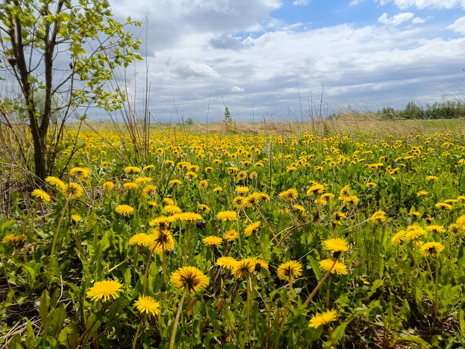 , Кондрашова Светлана