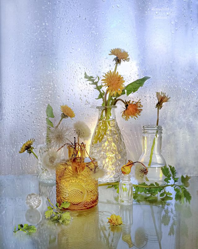 Одуванчики фото превью