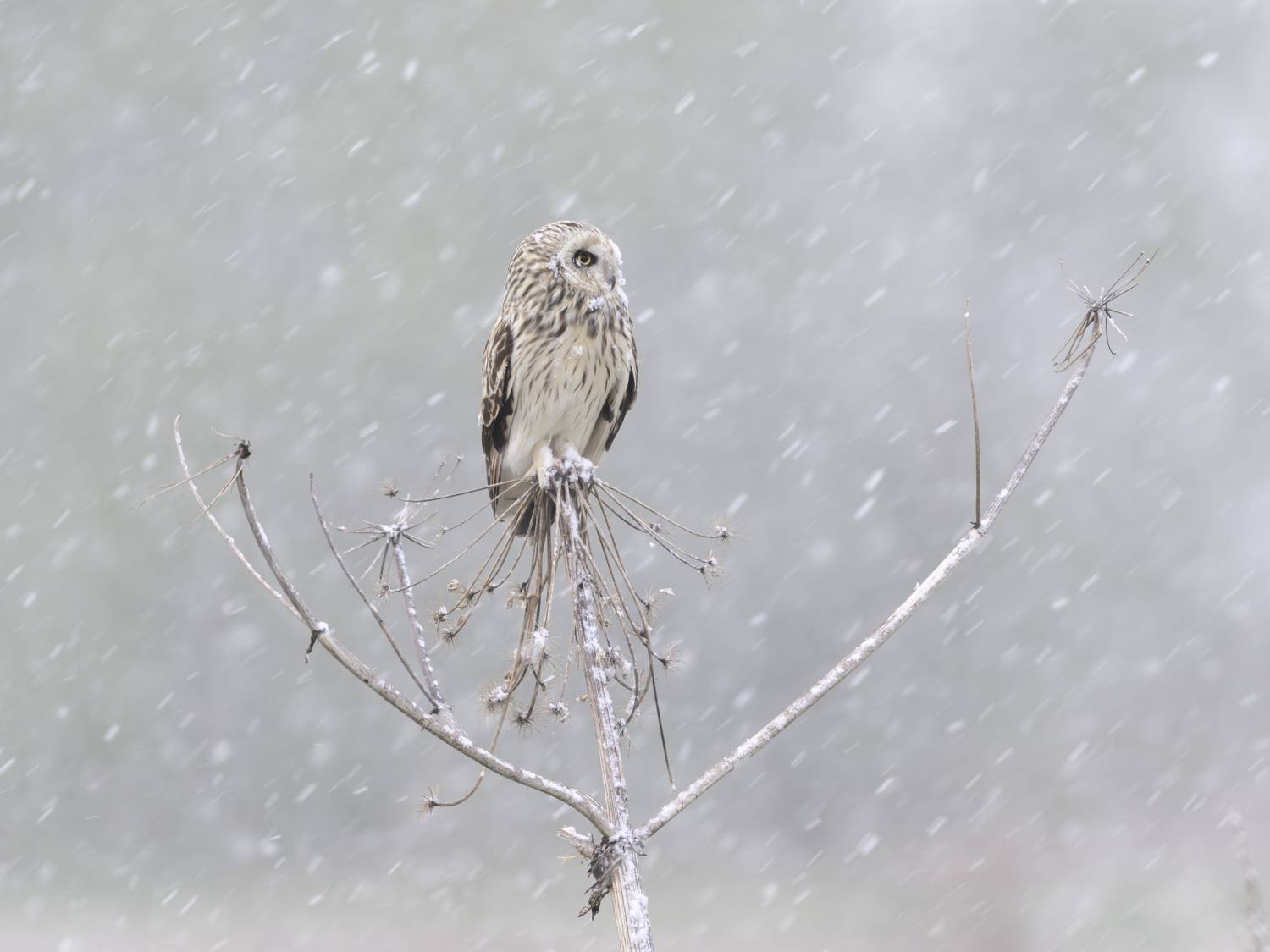 , Пупонин Сергей