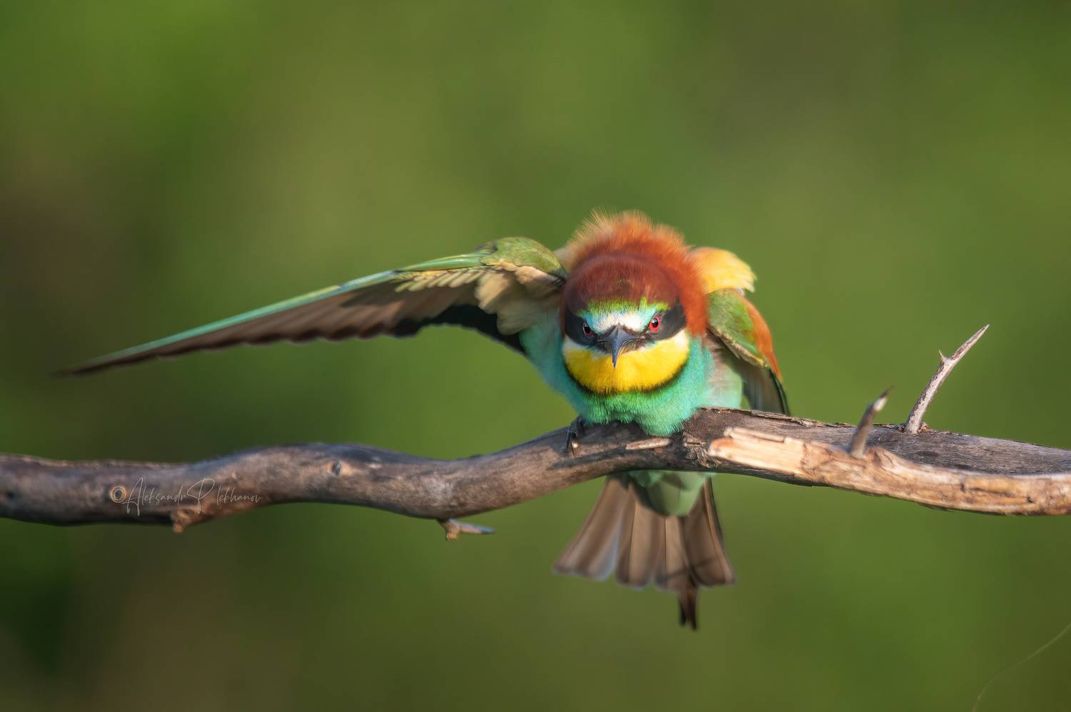 , Плеханов Александр