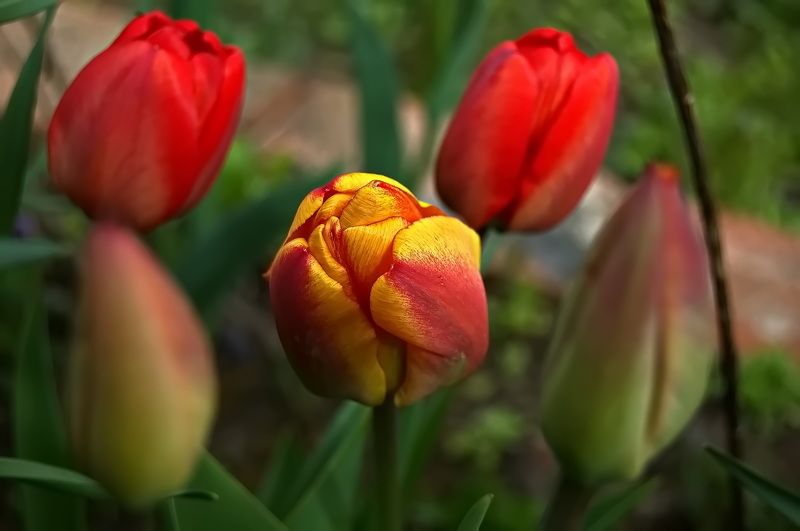 фото превью