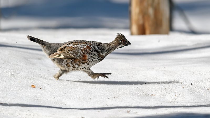 Рябчик. фото превью