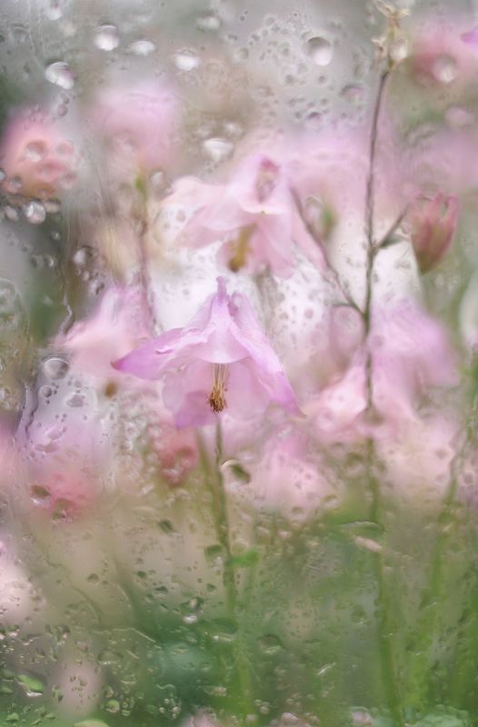 аквилегия, водосбор, дождь Дыхание нежности фото превью