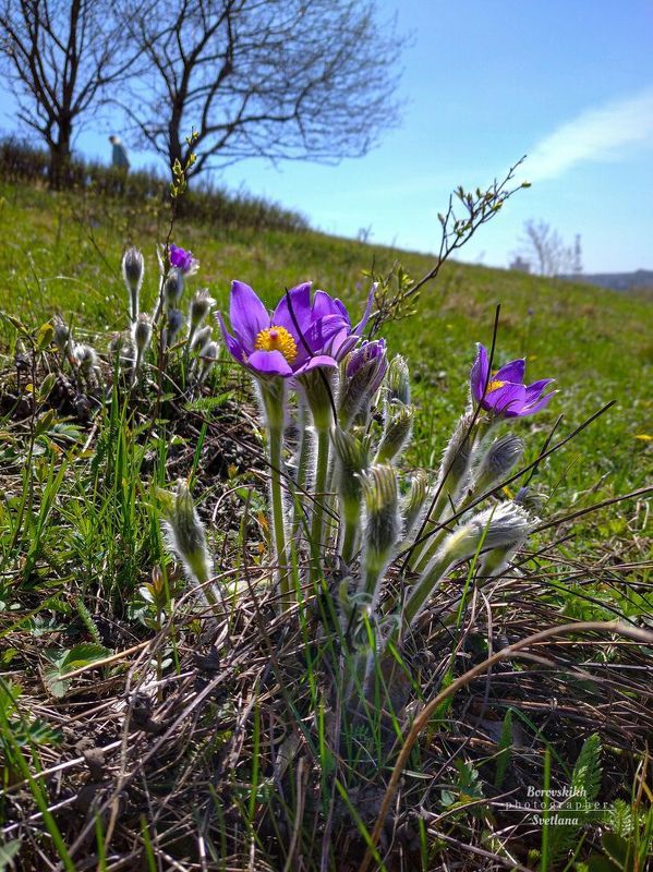 Цветёт сон-трава фото превью
