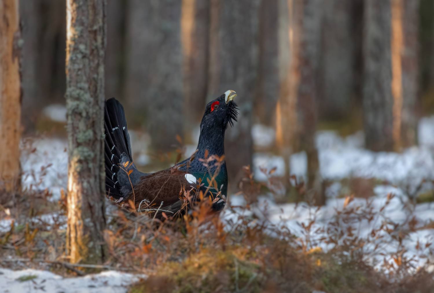 , Андреев Андрей