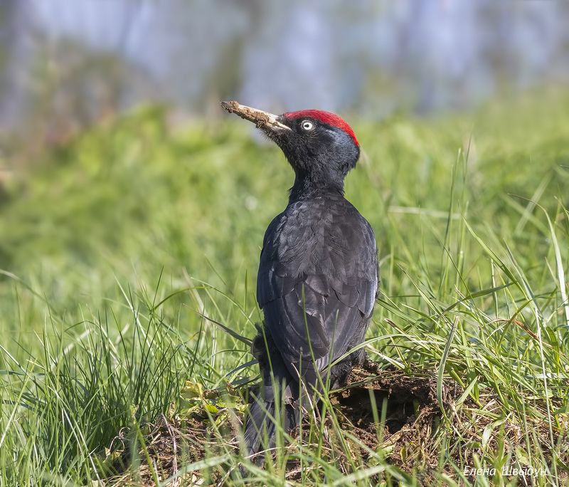 bird of prey, animal, birds, bird, animal wildlife, nature, animals in the wild, black woodpecker, желна, птицы, птица Black woodpecker фото превью