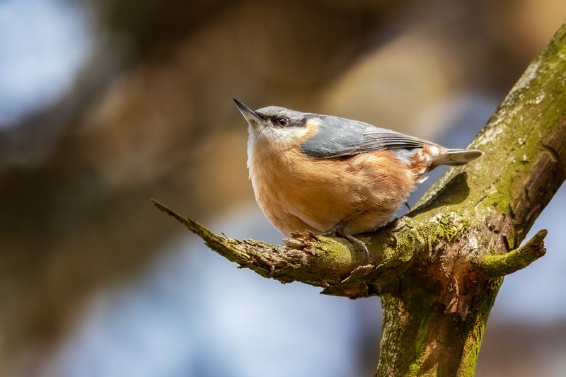 Eurasian Nuthatch фото превью