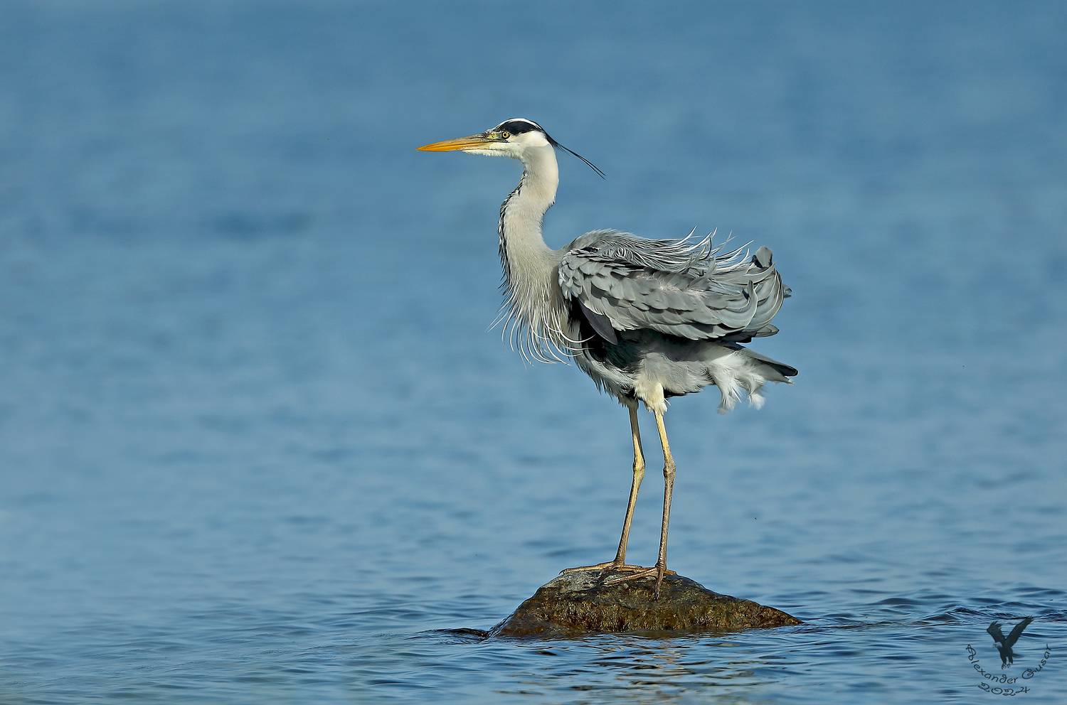 серая цапля, Гусар Александр