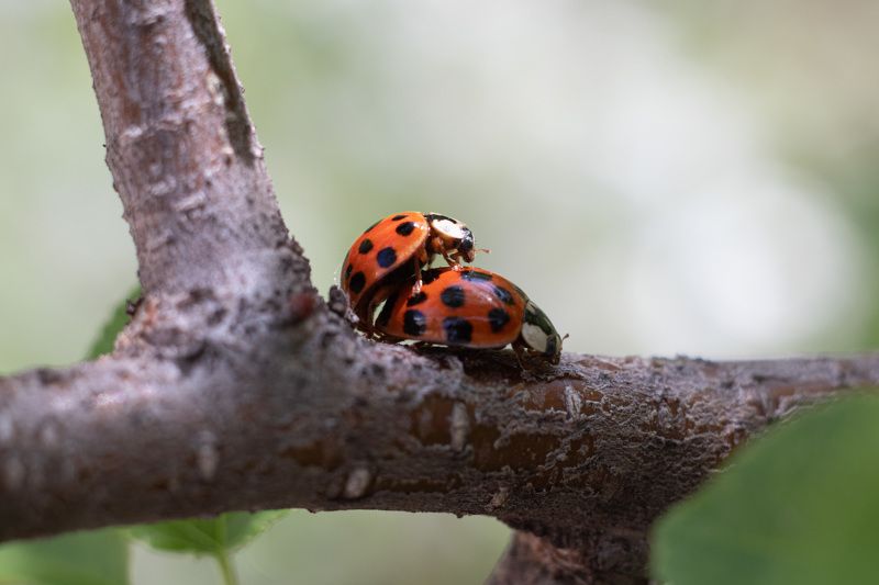 Весна фото превью