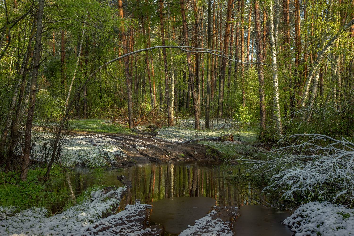 лес весна май снег ручей утро, Алексеев Дмитрий