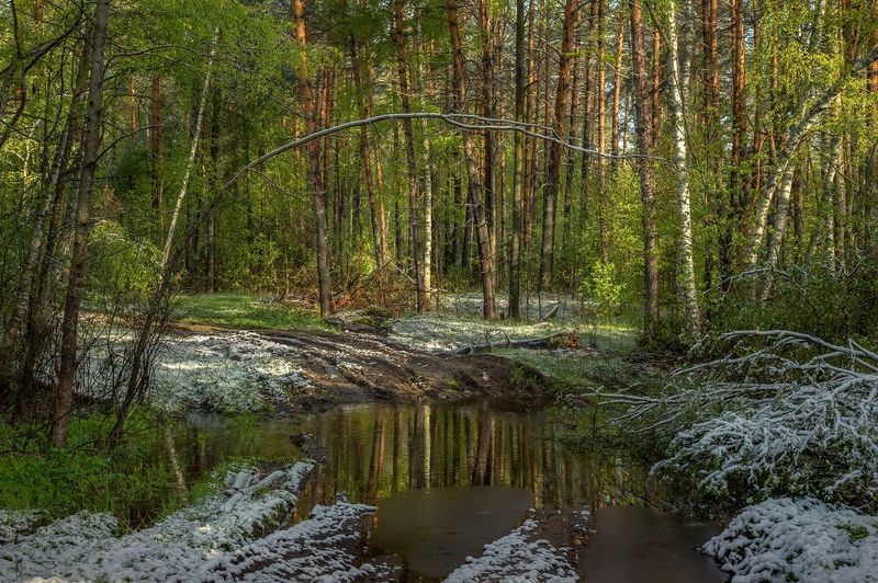 лес весна май снег ручей утро Весенние коллизии. фото превью