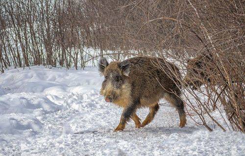 Лесное семейство.