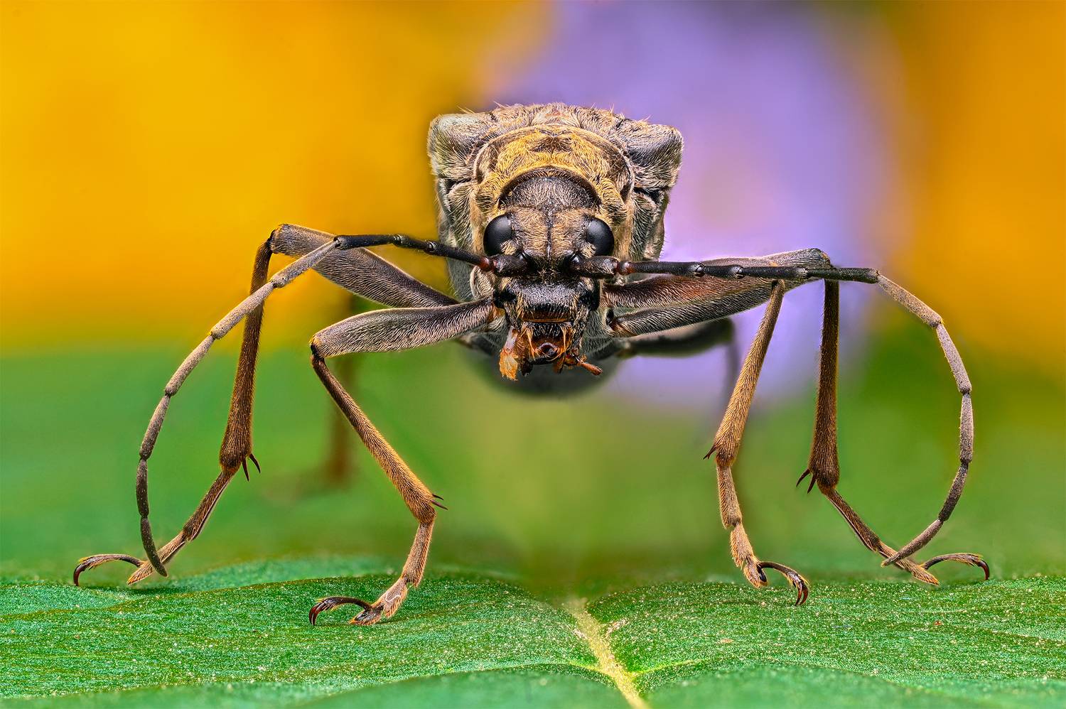 , Цветан Ганев