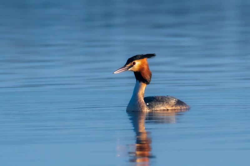 Чомга (Поганка) фото превью