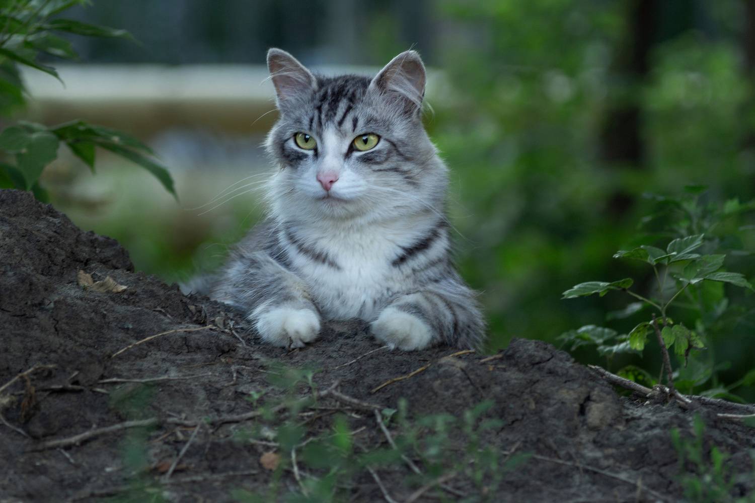 дворовая кошка, Александр Канцур