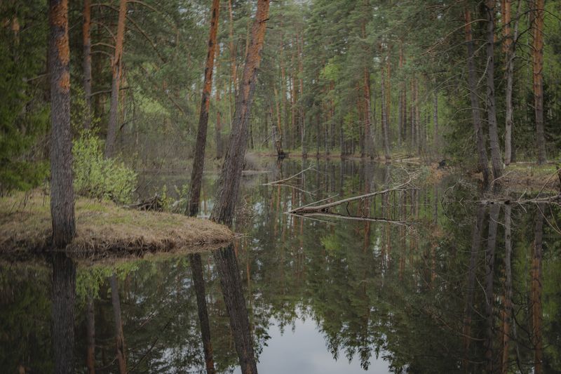 Лесное половодье в Мещерских лесах фото превью