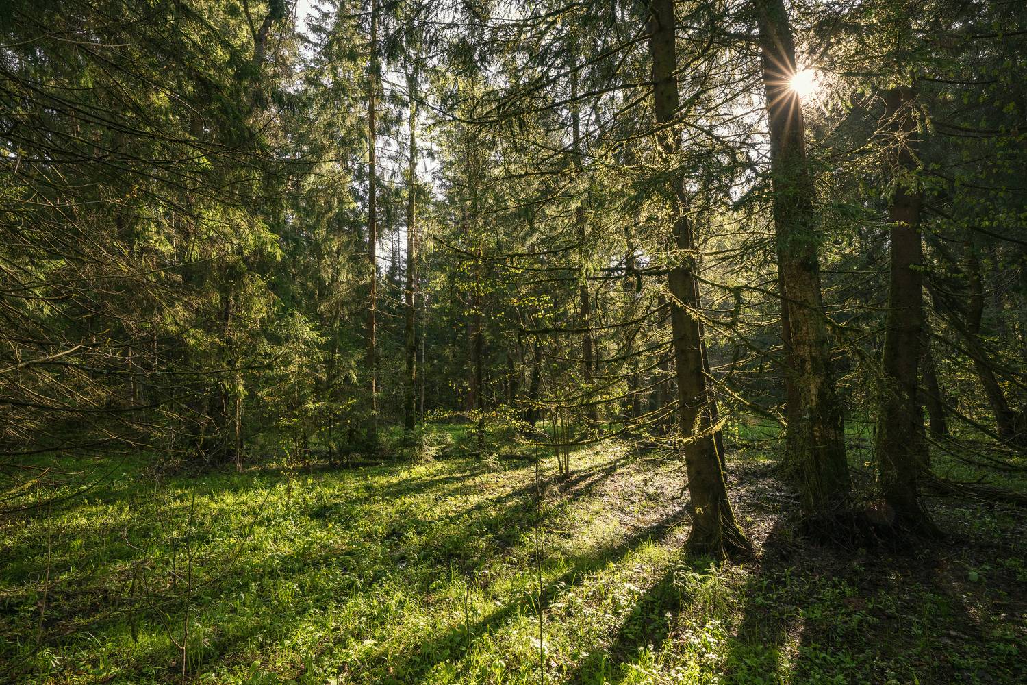 forest, tree, sunstar, light, summer, spring, Андрей Козлов