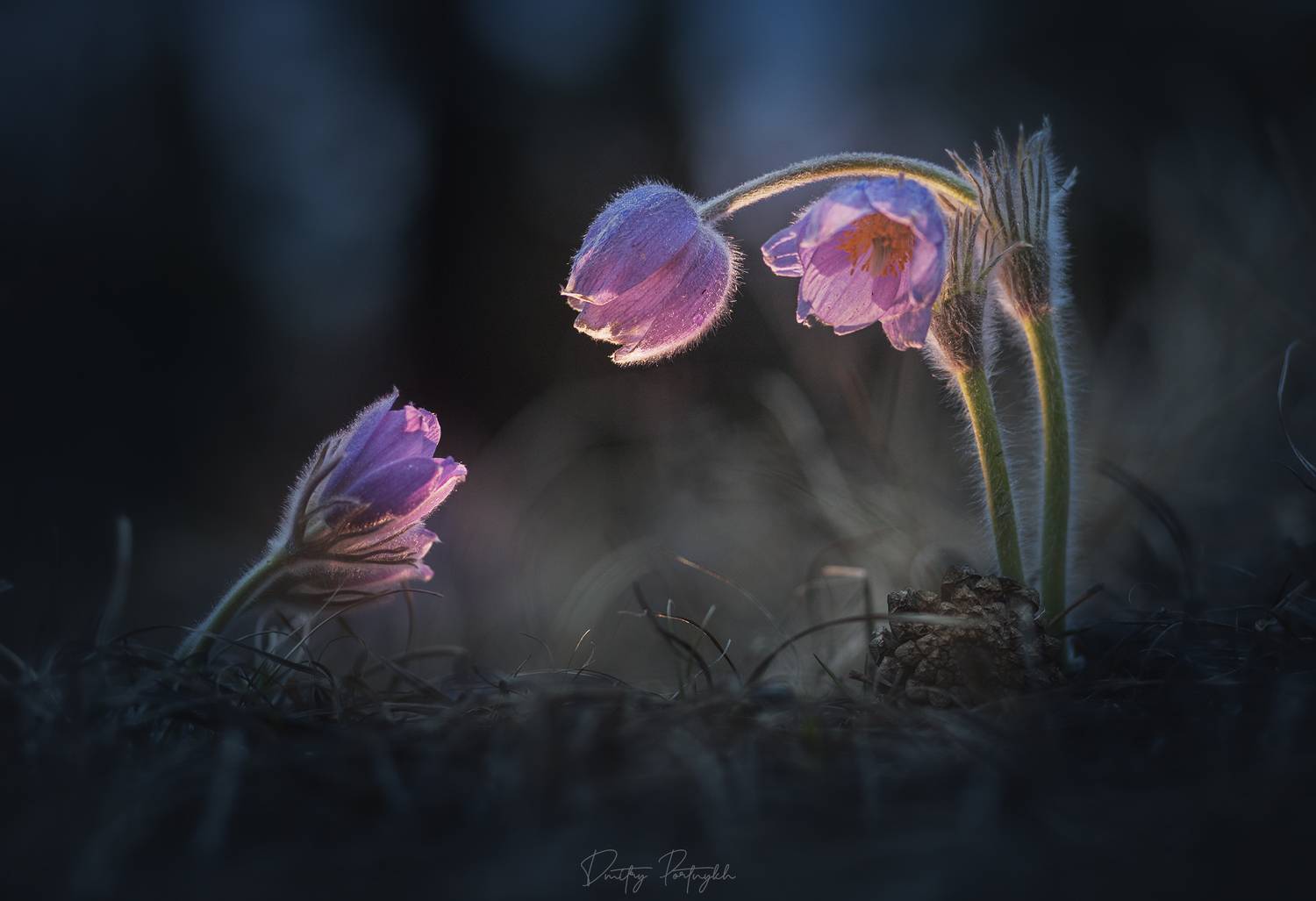 сон-трава, сон трава, ургульки, первоцветы, подснежники, чита, забайкальский край, забайкалье, закат, пейзаж, природа, ночь, лес, Портных Дмитрий