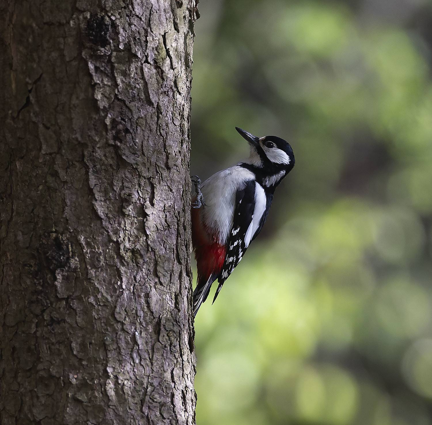 дятел, красавчик, пёстрый, весна, природа, bird,spring, nature, Стукалова Юлия