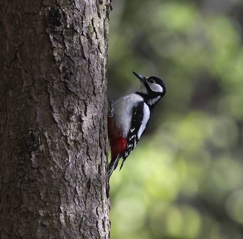Пёстрый красавец
