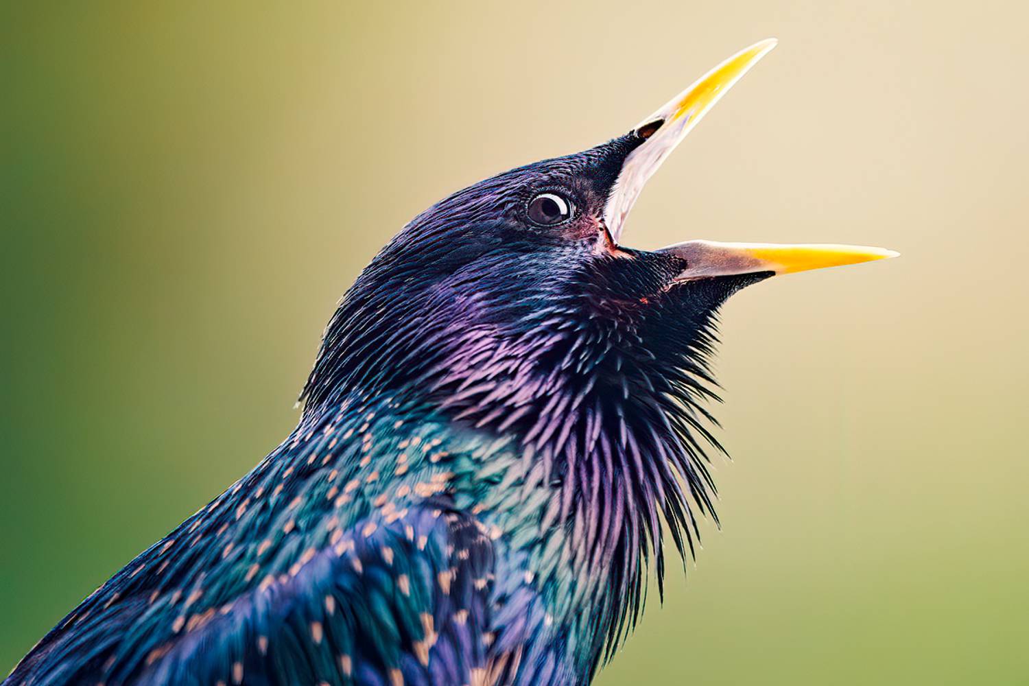 Starling, wildlife, bird, nature, portrait, details, Wojciech Grzanka