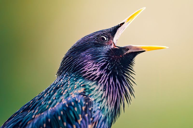 Starling, wildlife, bird, nature, portrait, details Starling фото превью