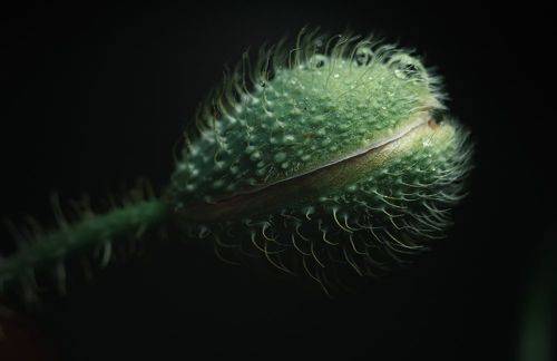 Маковые метаморфозы.